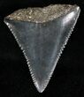 Fossil Great White Shark Tooth - #18533-1